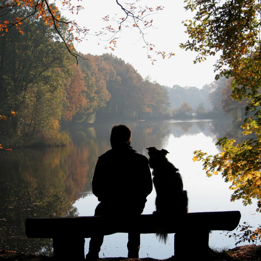 Beloved Bonds: A Heartfelt Tribute to a Furry Companion