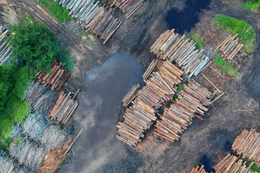 Rooted in Sustainability: Idaho Pacific Lumber Co. & LAMOSE