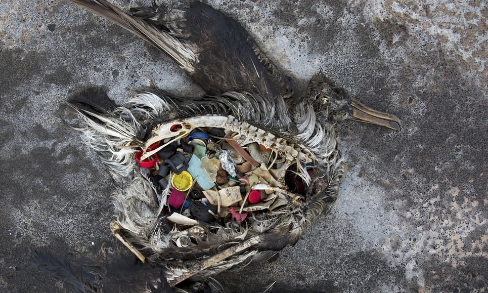 The Harms of Plastic