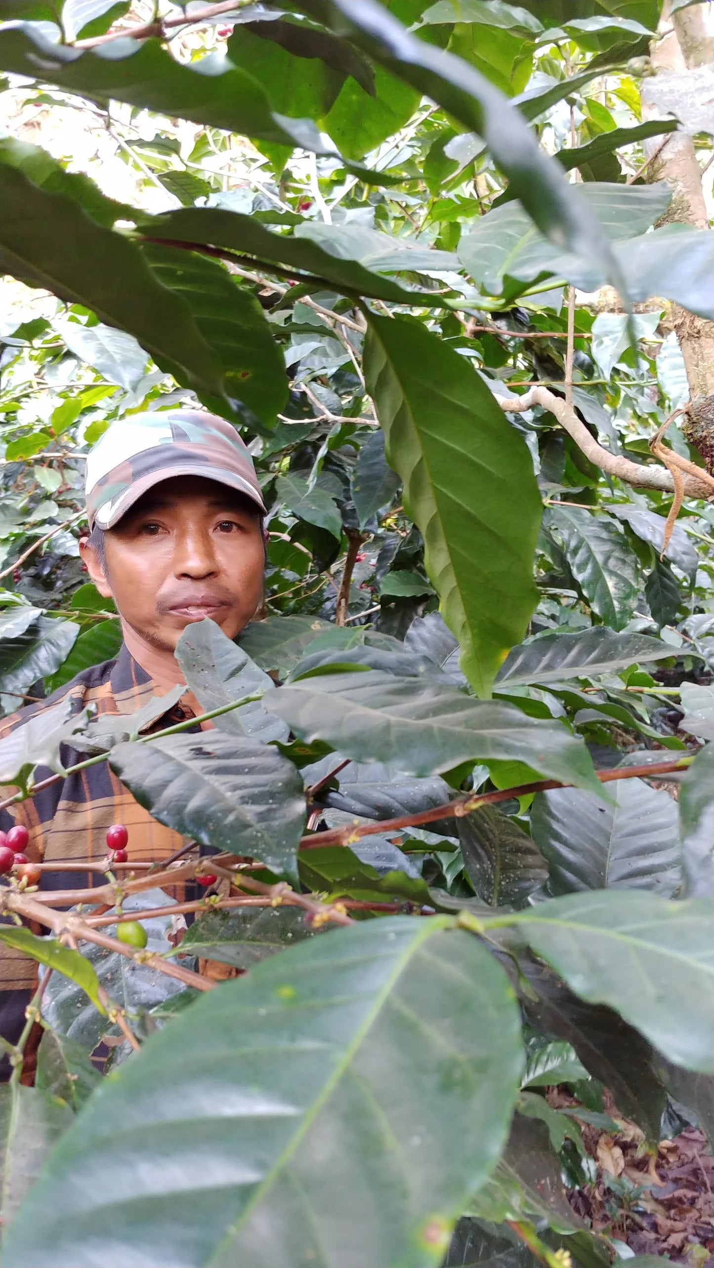 Rogue Wave Coffee Roasters' Myanmar Myay Ni Kone Catuai Natural coffee with flavors of pear, blueberry, white grape, almond, and vanilla. Discover Shwe Taung Thu Coffee's support for smallholder farmers in Myanmar's Shan State.